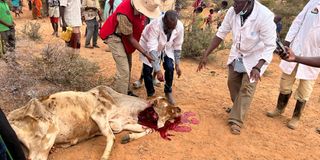 Mandera KMC livestock slaughter