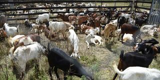 Some goats at the Kimalel Goat Auction in Baringo County on December 21, 2019