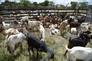 Some goats at the Kimalel Goat Auction in Baringo County on December 21, 2019