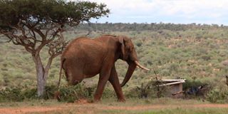 Laikipia Jumbo