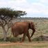 Laikipia Jumbo