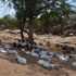 Thirsty livestock in Tharaka