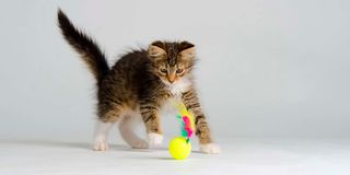 A playful kitten.