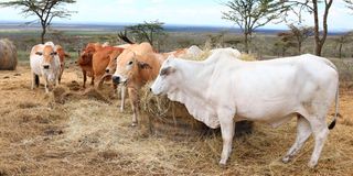 Boran cattle