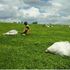 Tea pickers working at a plantation in Nandi County