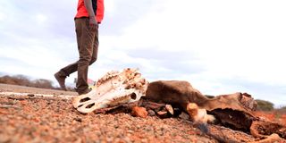 cow carcass