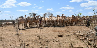 Pastoralists with their herd of camels at the Dingiria water pan in Sokoke ward in Ganze, Kilifi County.
