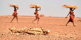 Women carrying firewood walk past a carcass of a cow in drought hit Loiyangalani in Marsabit, Northern Kenya