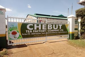 Chebut Kenya Tea Development Authority (KTDA) factory in Kapsabet, Nandi county
