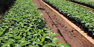 A coffee nursery bed at Muroki Coffee Farmers Cooperative Society in Saboti sub-county, Trans Nzoia county