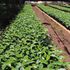 A coffee nursery bed at Muroki Coffee Farmers Cooperative Society in Saboti sub-county, Trans Nzoia county