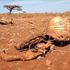 Dead animals in Marsabit