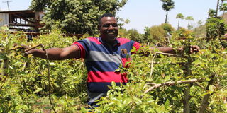 Miraa farmer