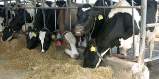 Friesian cows 