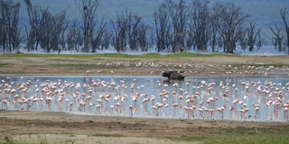 Lake Nakuru