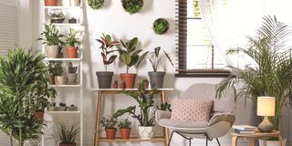 Stylish room interior with different home plants