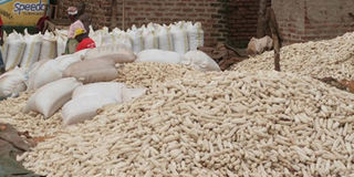 maize