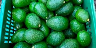 Avocados