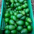 Avocados