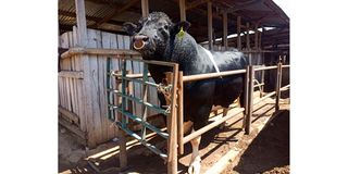 The bull donated to President Ruto.