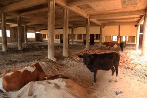 Cows seek shelter inside the unfinished Suneka Market building in Kisii