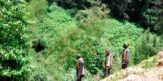 Kieni Forest in Kiambu County. 