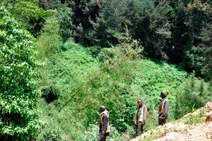 Kieni Forest in Kiambu County. 