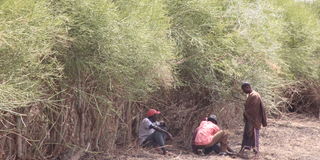 Tigania West residents shrubs