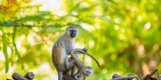 monkeys, primates, climate change