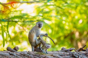 monkeys, primates, climate change