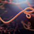 A microscope image of the virus that causes Ebola.