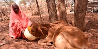 drought, climate change, climate crisis, cop27