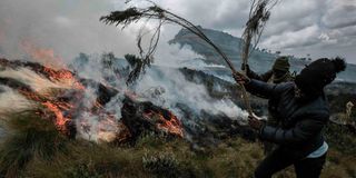 Climate change, forest fires, aberdare forest, cop27