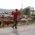 A pastoralist drives his herd along the Nakuru-Nairobi highway