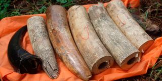 Elephant tusks and a rhino horn clearly marked as court exhibits