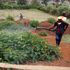 A man sprays herbicides on a farm in Elburgon, Nakuru County.