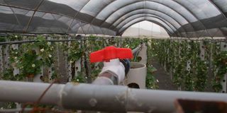 The drip irrigation system at Sangare farm in Nyeri county.