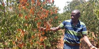 Coffee farmer