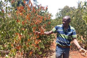 Coffee farmer