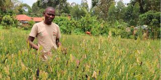 Evans Ochuto at the traditional vegetable and seed bank farm in Vihiga County.