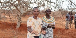 Marsabit gums harvesting