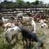 Goats at the Kimalel goat auction in Baringo County on December 21, 2019