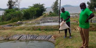 Fish Farming