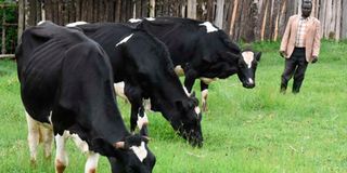 A farmer grazing cows