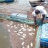 lake victoria, fish deaths, dead fish, pollution