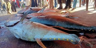 Lamu Fishing Competition