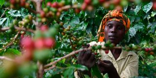 a coffee farme