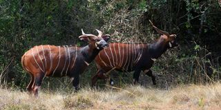 Bongos
