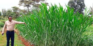 Napier grass