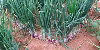 Onions on a farm. 